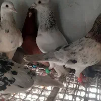 شامی کاکلی دم سفید پشت کاکلی سار یهودی شازده
