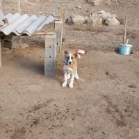 سگ گله ونگهبان ۷۵ میلیون|سگ|گرگان, |دیوار