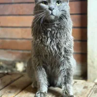 بریتیش ماده۱۶ماهه