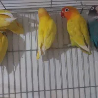 کوتوله و وایت فیس