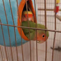 طوطی برزیلی