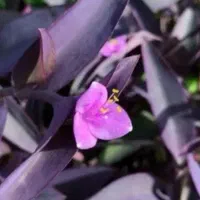 برگ بیدی بنفش|گل و گیاه طبیعی|فیروزکوه, |دیوار