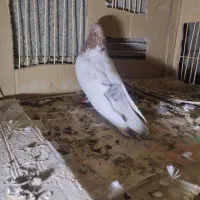 کبوتر کله ای