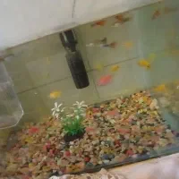 اکواریوم با لوازم