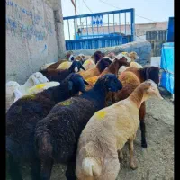 گوشتی|حیوانات مزرعه|کوهسار (البرز), |دیوار