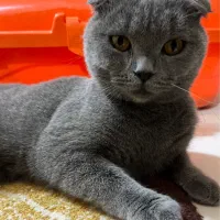 گربه اسکاتیش فولد بلو نر «گوش فولد واقعی»