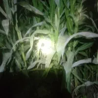 علوفه فروشی برای گاوداری  پر از بلال ذرت مخصوص غنی|حراج|کویرات, |دیوار