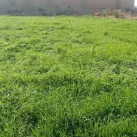 جو سبز برای دامدارن|لوازم جانبی حیوانات|سوسنگرد, |دیوار