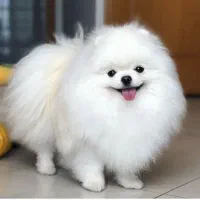 پامرانین تیکاپ همه مدل|سگ|مشهد, امیریه|دیوار