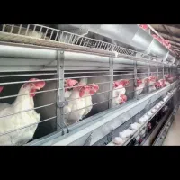 مرغ تخمگذار