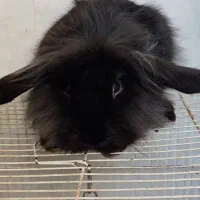 خرگوش لوپ سیاه و سفید