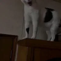 گربه خوشگل ملوس