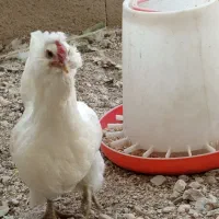 فروش تخم مرغ پاکر ذات دار جنوبی بوشهری سفید