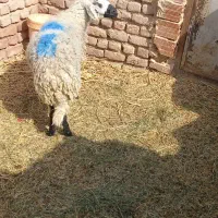 میش ابستن