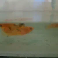 ماهی همراه آکواریم