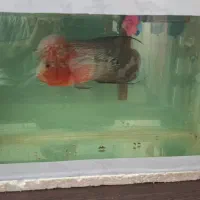 فروش یا معاوضه ماهی فلاور هورن گرید بالا