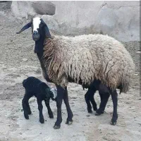 مرکز ف ر و ش ن ژاد  شال