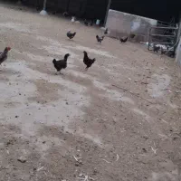 مرغ رسمی|حیوانات مزرعه|قم, جمکران|دیوار