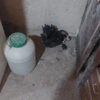 جوجه گلین خال سوزنی
