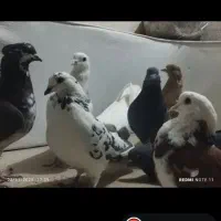 کبوتر فروشی