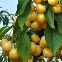 نهال گیلاس زرد اورمیه لیبل دار پیشفروش|خدمات باغبانی و درختکاری|بستان آباد, |دیوار