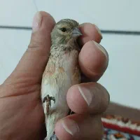 با سلام/سهره سینه سرخ نر