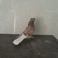 کفتر کاشونی خال دار