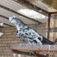 کفتر پرشی و کفتر نقش