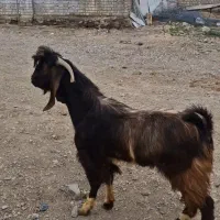 یک راس بزغاله ویک راس قوچ قره قزل