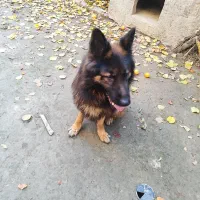 ژرمن شپرد شولاین ۳سال نر