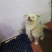 سگ شیتزو|سگ|کرمان, |دیوار