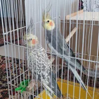 عروس هلندی