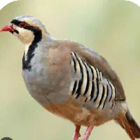 لباس طرح عکس