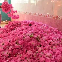 گلاب محلی و تازه دو آتیشه