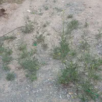 فروش-زمین-این-قطعه-دیگریست