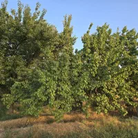 باغ زیبا نزدیک به شهر