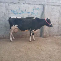 گاو بدون گوساله شیری|حیوانات مزرعه|مینودشت, |دیوار