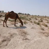 شتررودباری اصل|حیوانات مزرعه|هامون, |دیوار