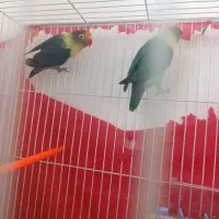 یک جفت کوتوله به ضمانت رنگ خاص