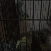 عروس هلندی جوان|پرنده|تهران, مسعودیه|دیوار