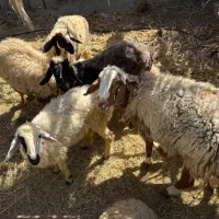 گوسفند چینی شیرازی