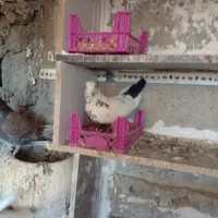 کفتر|پرنده|قم, کیوانفر|دیوار