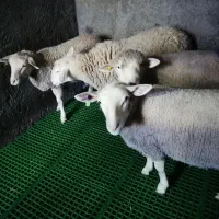 بره  ایلدوفرانس اصل|حیوانات مزرعه|کاشان, لتحر|دیوار