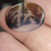 حراج نگین شجر قائن