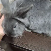 حیوانات خانگی|موش و خرگوش|مبارکه, |دیوار