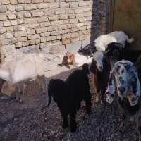 ۶عدد بزغاله نر درجه یک