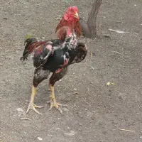 خروس لاری  و مرغ لاری