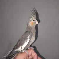 عروس هلندی اهلی،قابله معاوضه