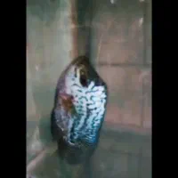 فلاور کامفا گرید بالا کمیاب و خاص