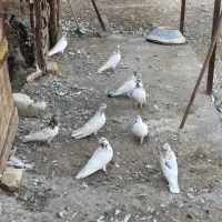 کبوتر پرشی به شرط بالای 5ساعت